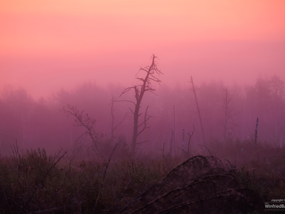 Morgenrot Pfrunger-Burgweiler Ried